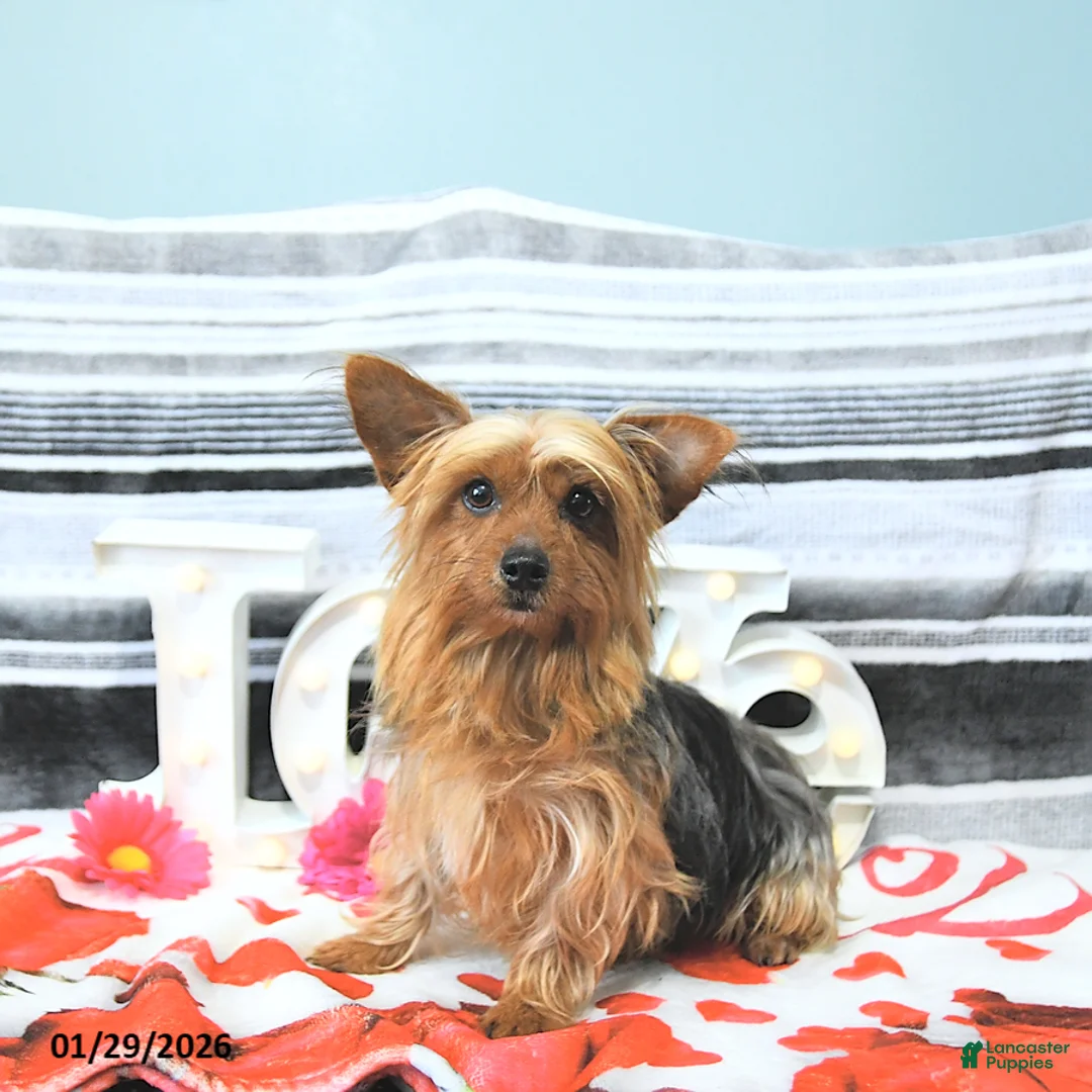 Yorkshire Terrier dogs for sale: Peanut  - Ad 6