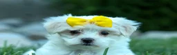 Maltese dogs for sale: PEBBLES - Ad 5