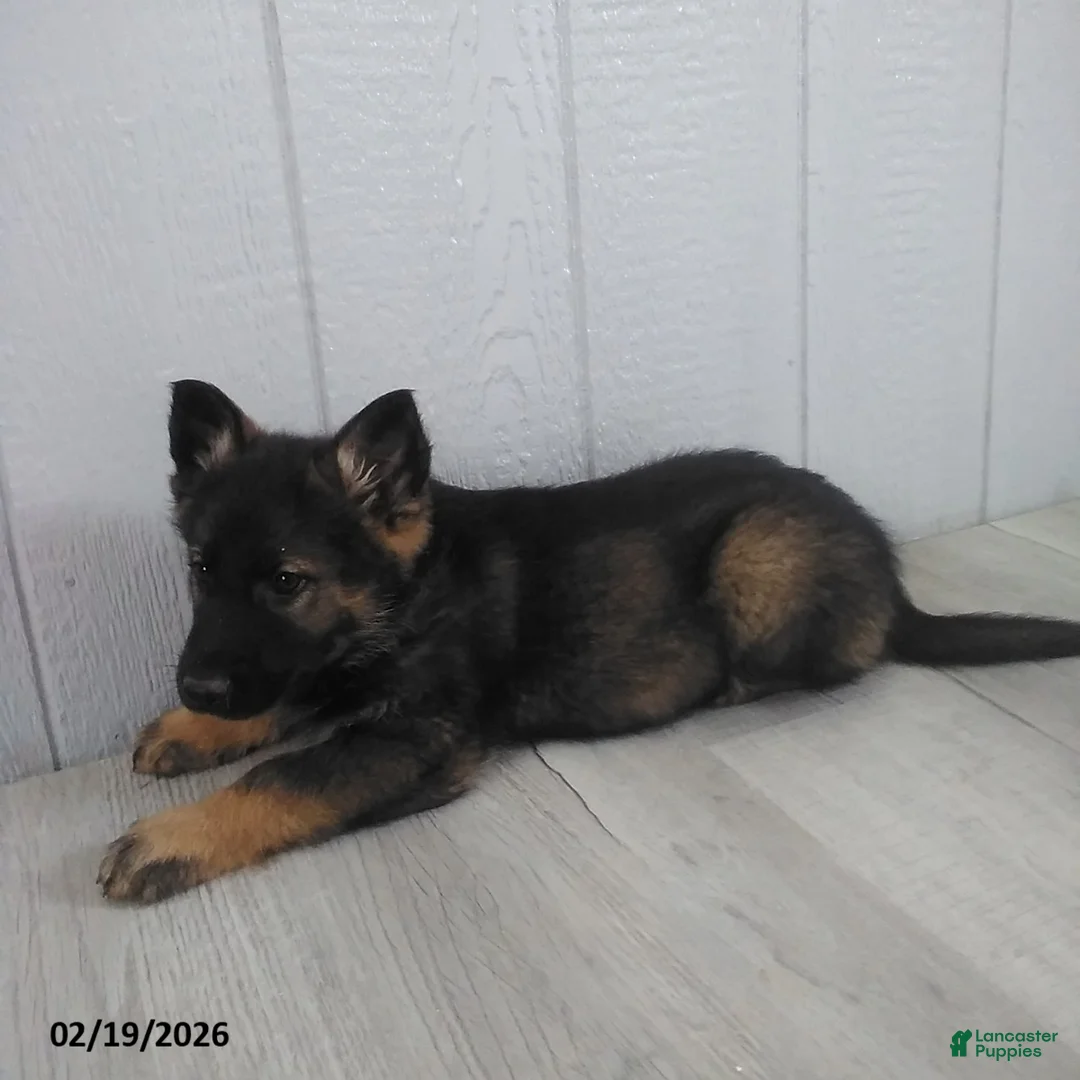 German Shepherd dogs for sale: Lion - Ad 2