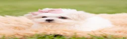 Maltese dogs for sale: Poppy AKC - Ad 6