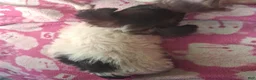 Mixed Breed dogs for sale:  Chipoo1 - Ad 9