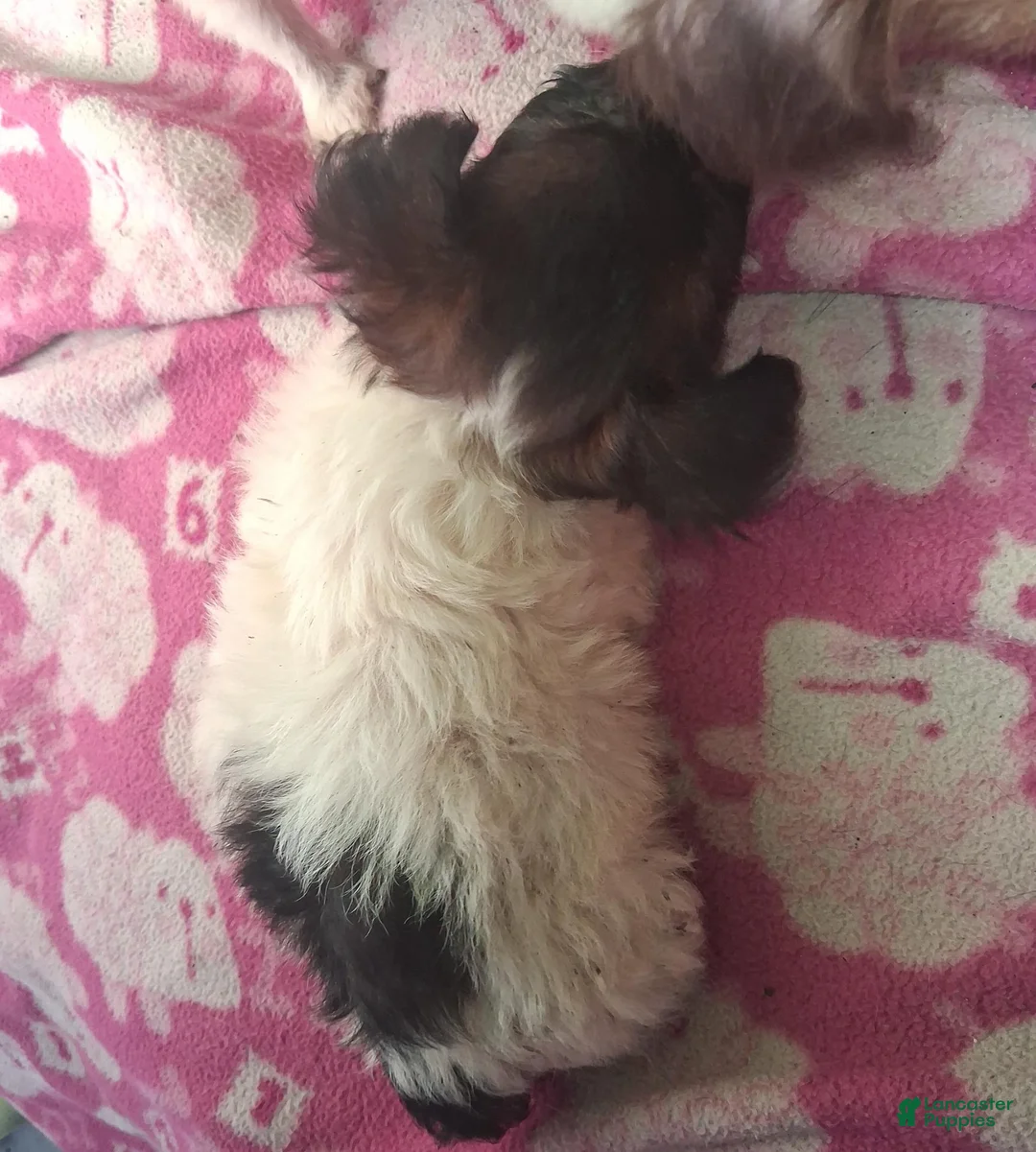 Mixed Breed dogs for sale:  Chipoo1 - Ad 9