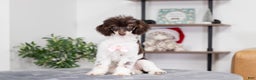 Miniature Poodle dogs for sale: Betty - Ad 2