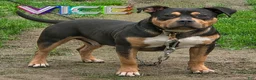 American Bully dogs for sale: ACE - Ad 4