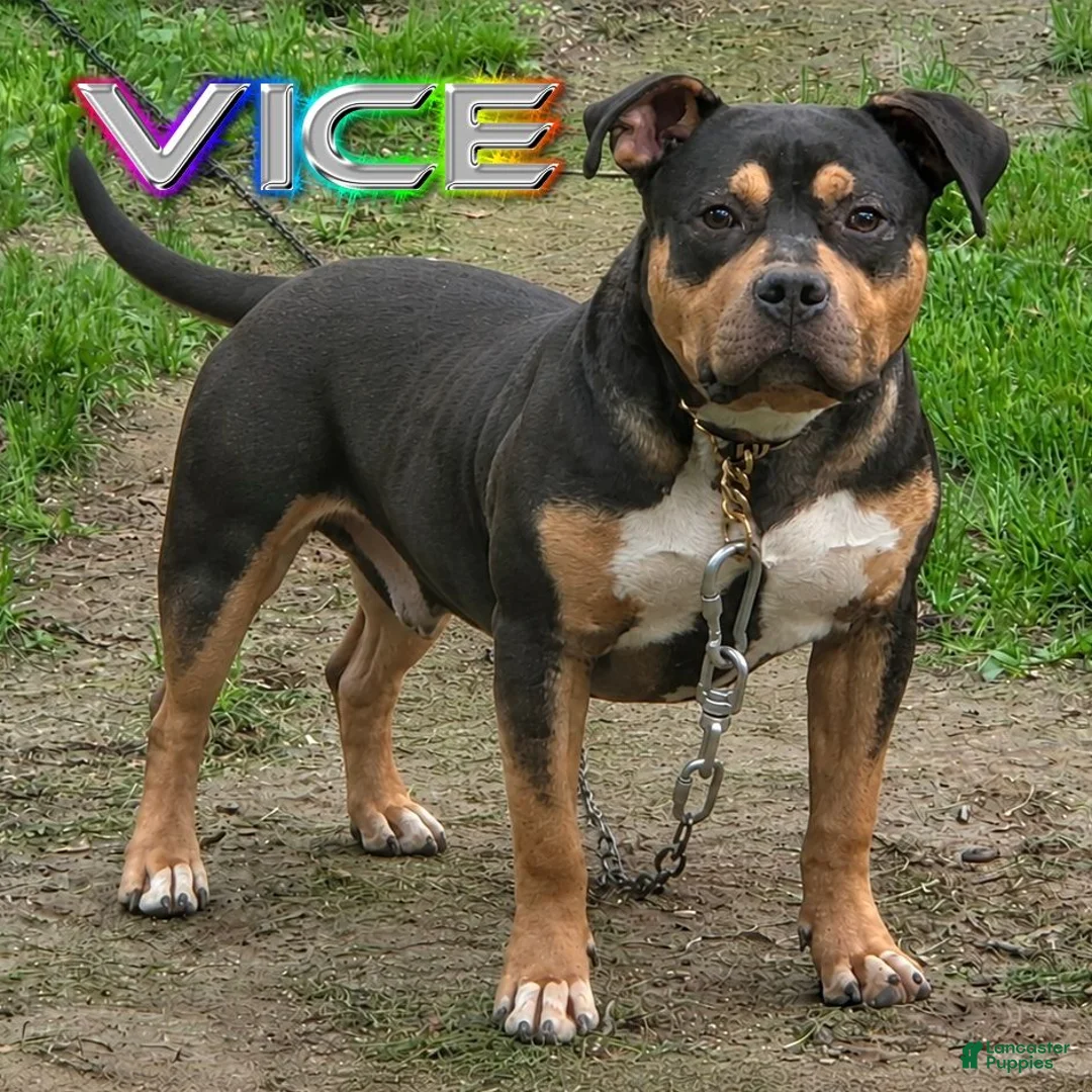 American Bully dogs for sale: ACE - Ad 4