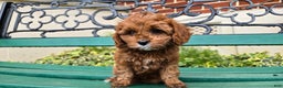 Cavapoo dogs for sale: Jill - Ad 1