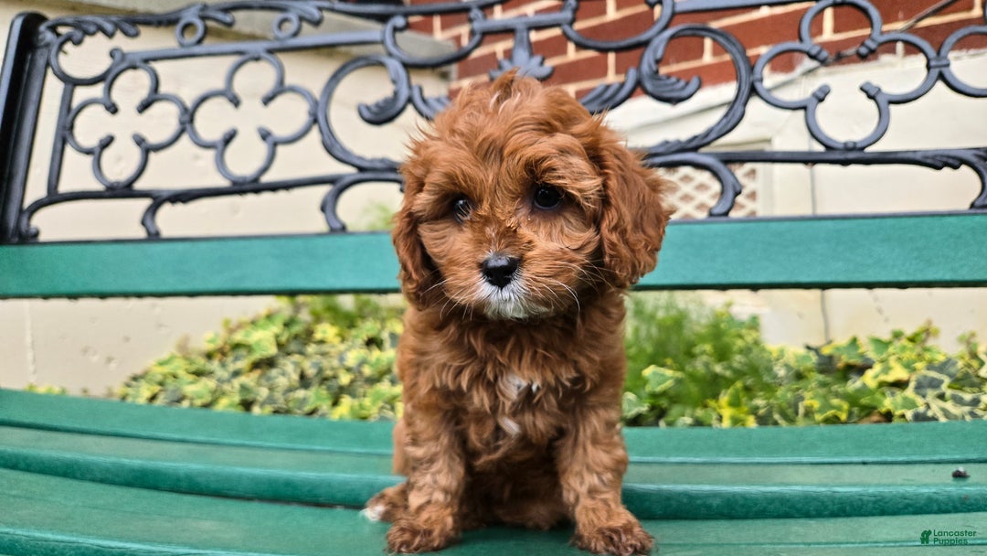 Cavapoo dogs for sale: Jill - Ad 1