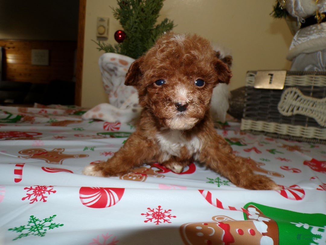 Miniature Poodle dogs for sale: Miniature Poodle Puppy 1 Barry - Ad 2