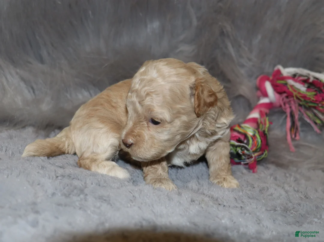 Havapoo dogs for sale: Apple Toy Size👨‍👨‍👦‍👦💞🐕 - Ad 20