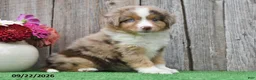 Miniature Australian Shepherd dogs for sale: Skye - Ad 3