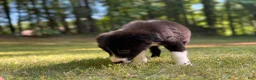 Border Collie dogs for sale: Paddy - Ad 8