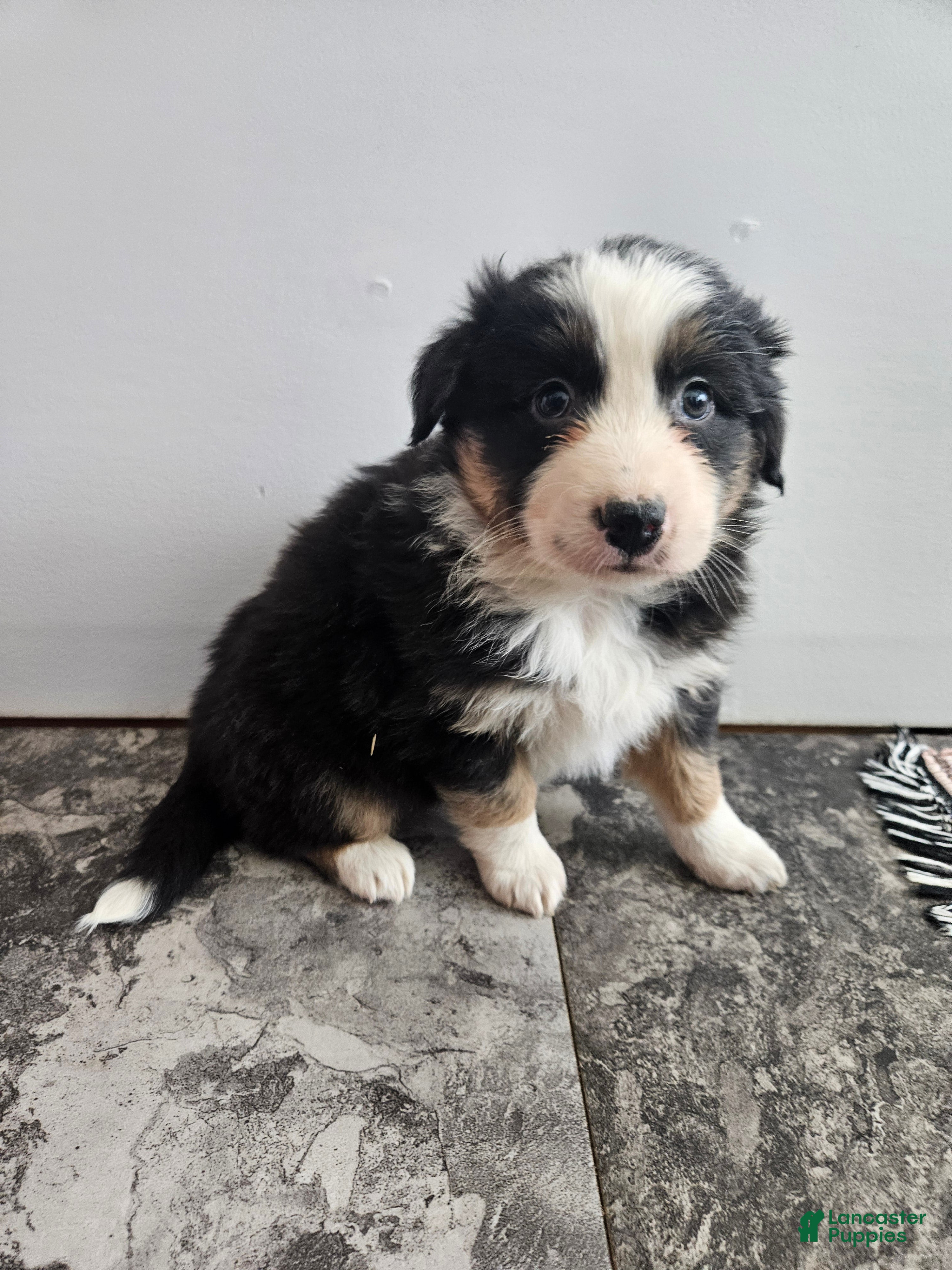 Australian Shepherd dogs Callie - Ad 32
