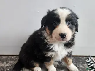 Australian Shepherd dogs Callie - Ad 32