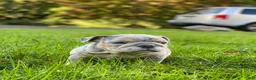 English Bulldog dogs for sale: Dawn - Ad 12