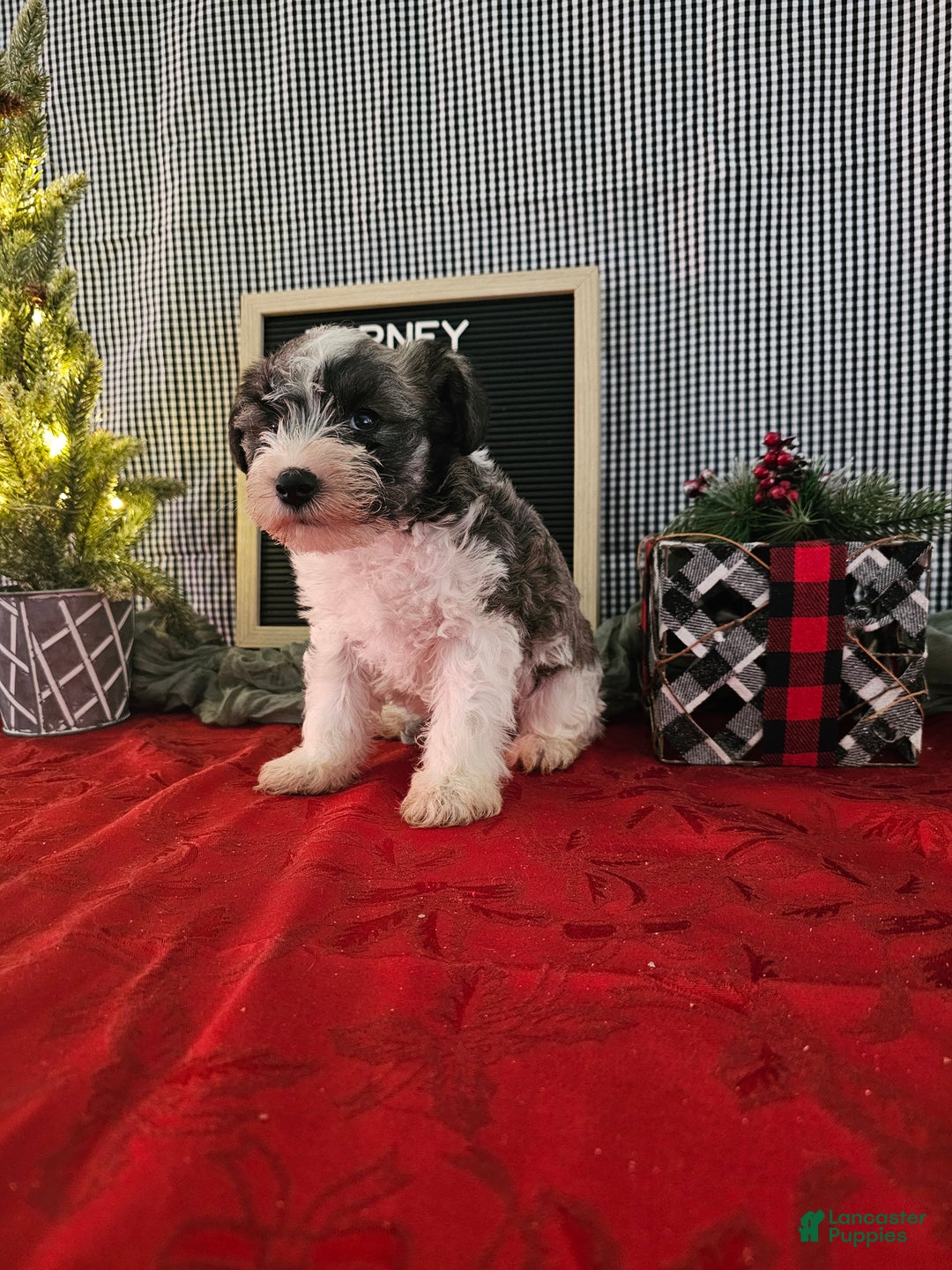 Miniature Schnauzer dogs for sale: Barney - Ad 3