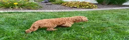 Cockapoo dogs for sale: Kip  - Ad 11