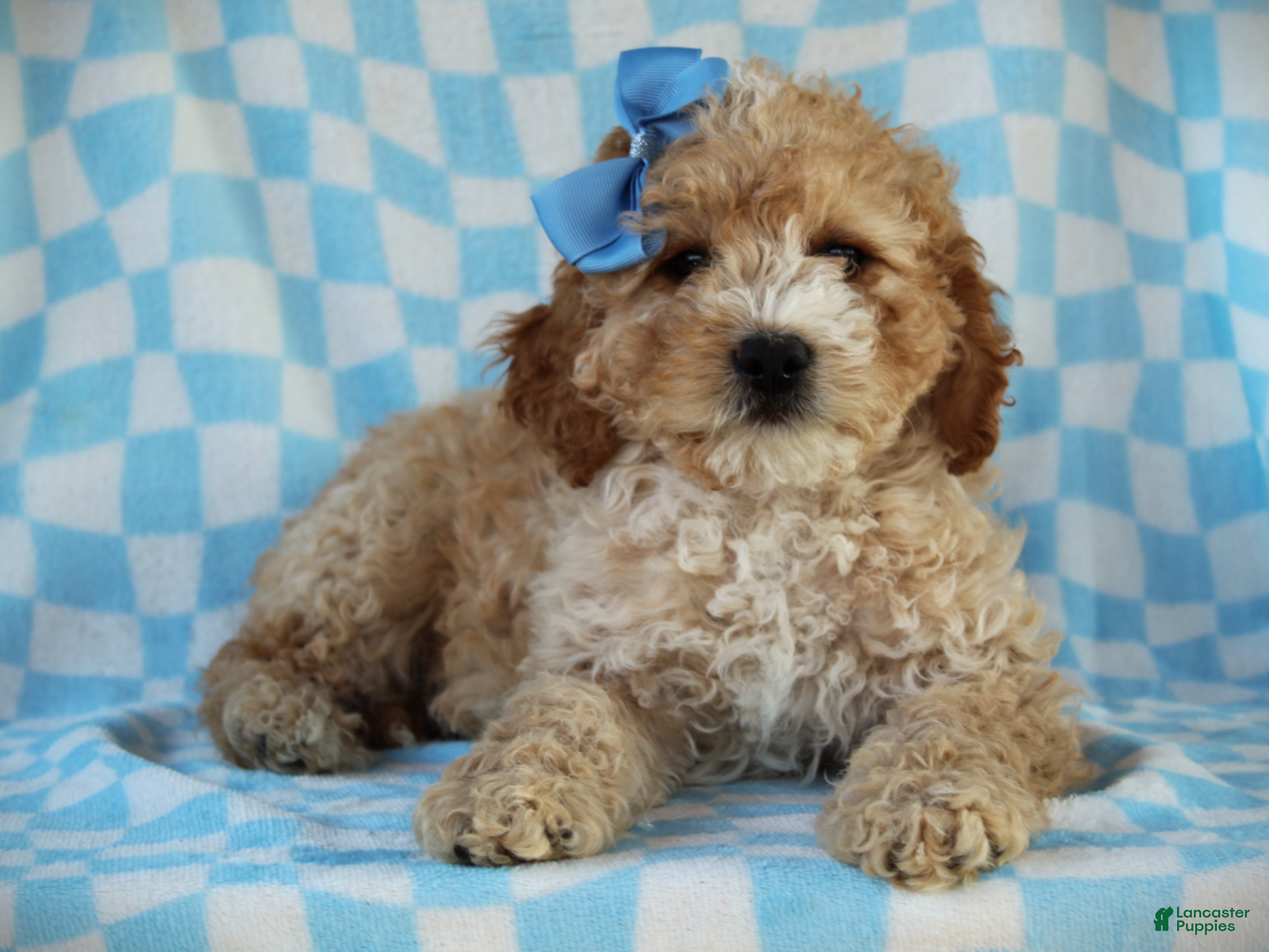 Cavapoo dogs Avery Cavapoo Pup - Ad 2
