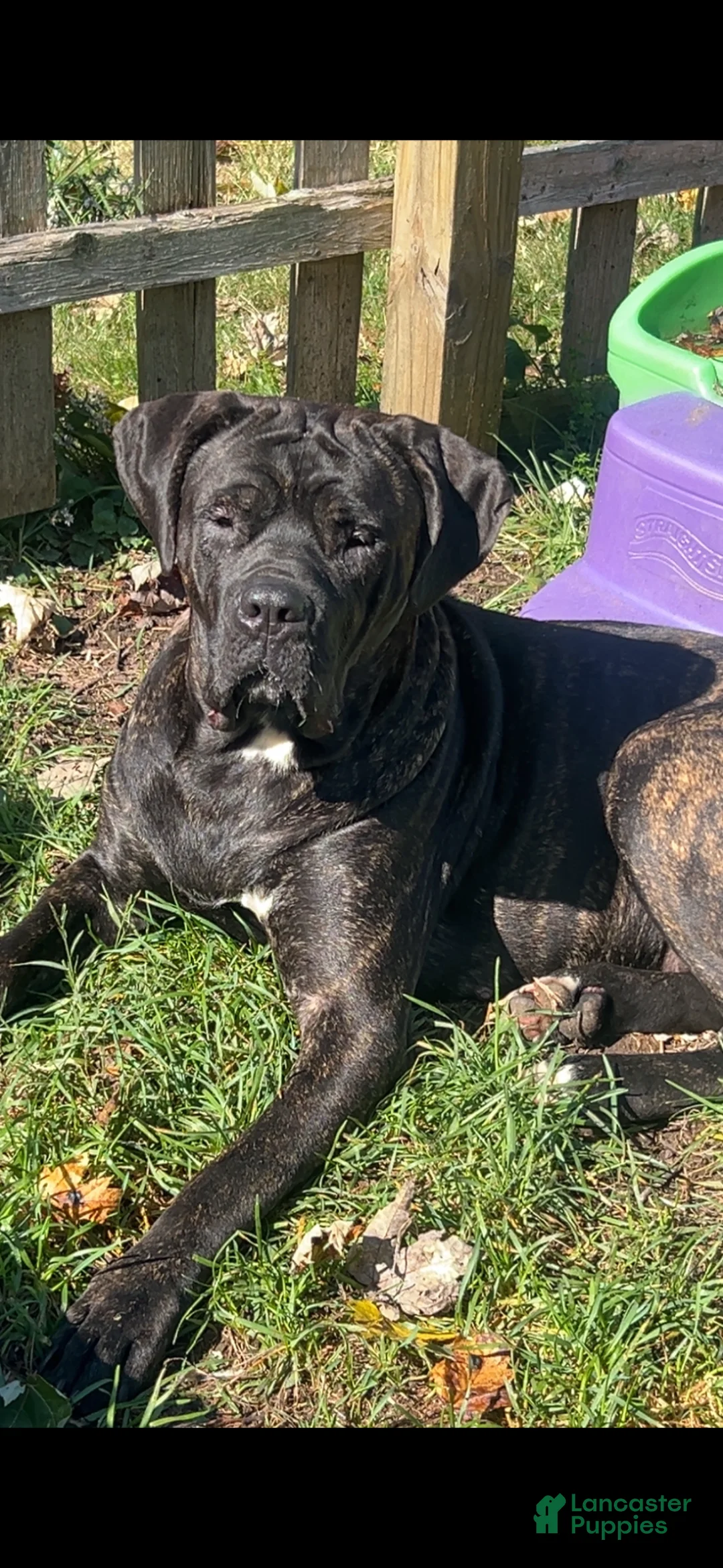 Cane Corso dogs for sale: Cane Corso Puppy 5 - Ad 2