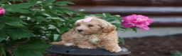Havapoo dogs for sale: Ember 💛🐾 - Ad 16