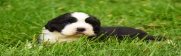 English Springer Spaniel dogs for sale: Onyx - Ad 5