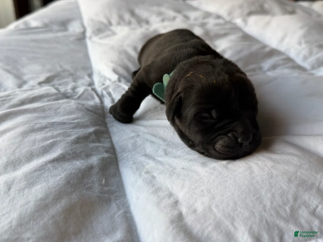 Cane Corso dogs for sale: Cane Corso Puppy 2 - Ad 2