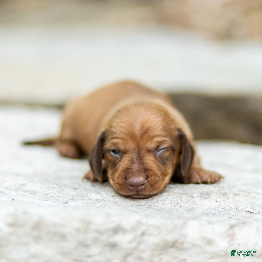 Miniature Dachshund dogs for sale: Peanut Miniature Dachshund  - Ad 1