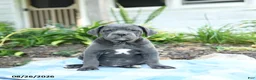 Cane Corso dogs for sale: Wish - Ad 2