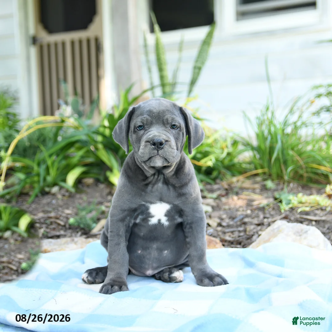 Cane Corso dogs for sale: Wish - Ad 2