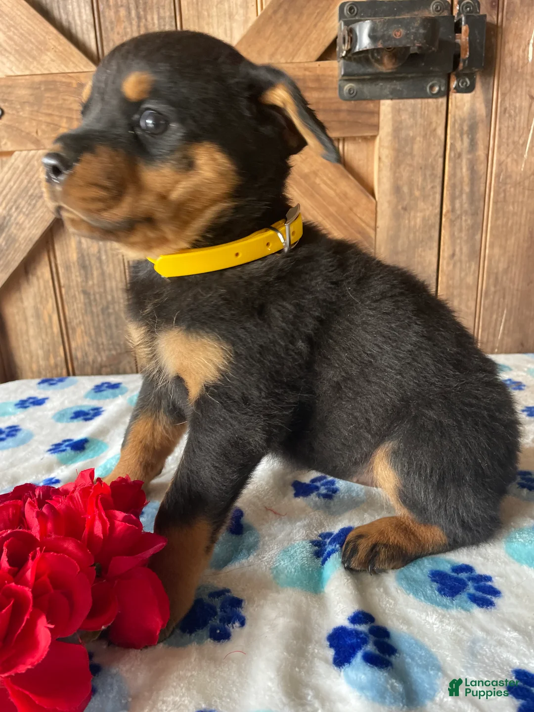 Rottweiler dogs for sale: Queen - Ad 2