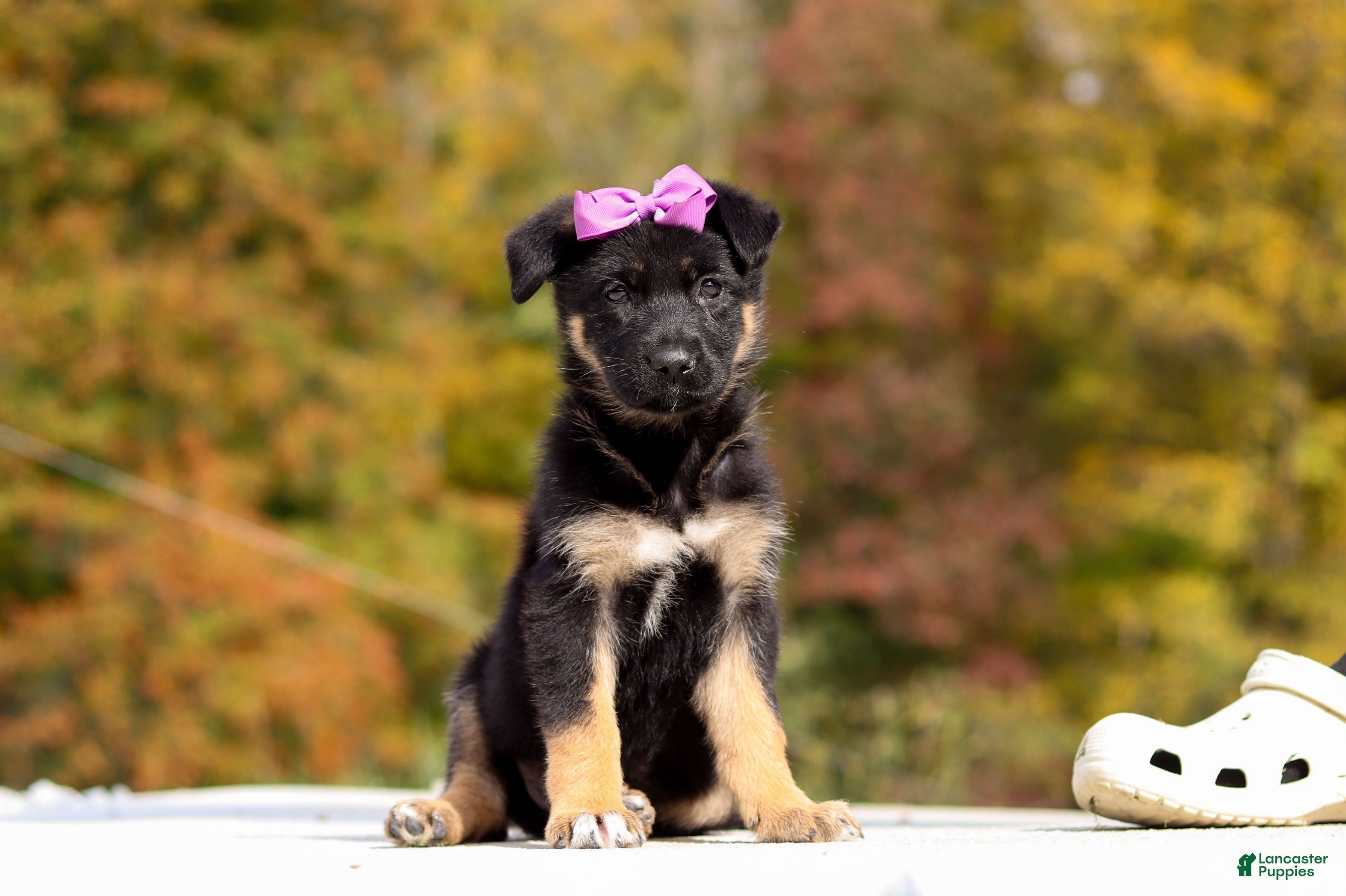 German Shepherd dogs Renae - Ad 2