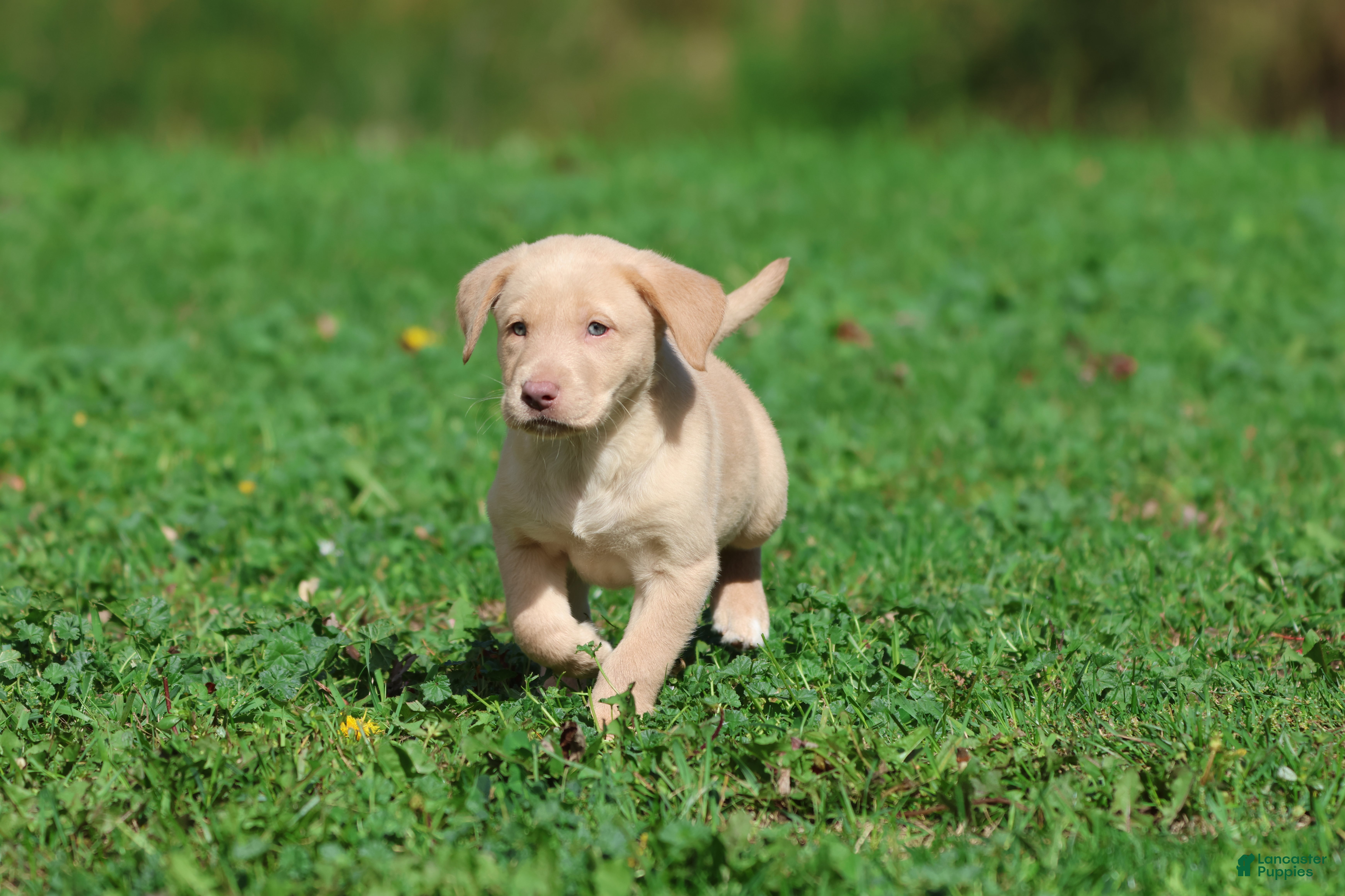 Labrador Retriever dogs Lemon Tarts - Ad 5
