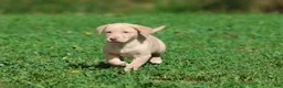 Labrador Retriever dogs for sale: Lemon Tarts - Ad 1