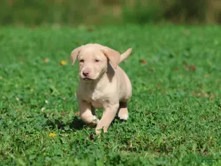 Labrador Retriever dogs Lemon Tarts - Ad 5