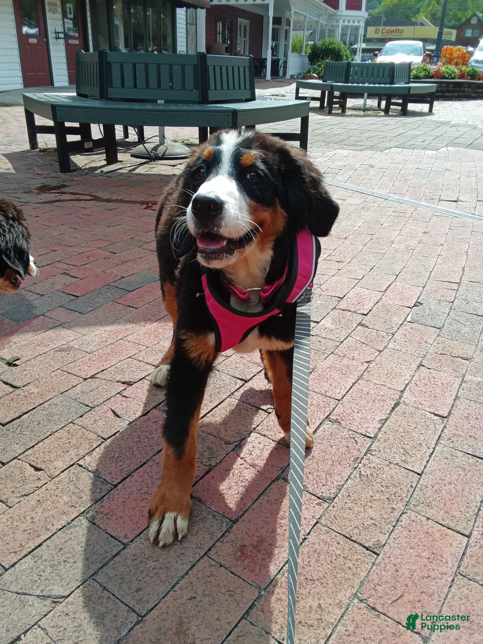 Bernese Mountain Dog dogs Bernese Mountain Dog 2 - Ad 2
