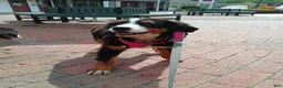 Bernese Mountain Dog dogs for sale: Bernese Mountain Dog 2 - Ad 2