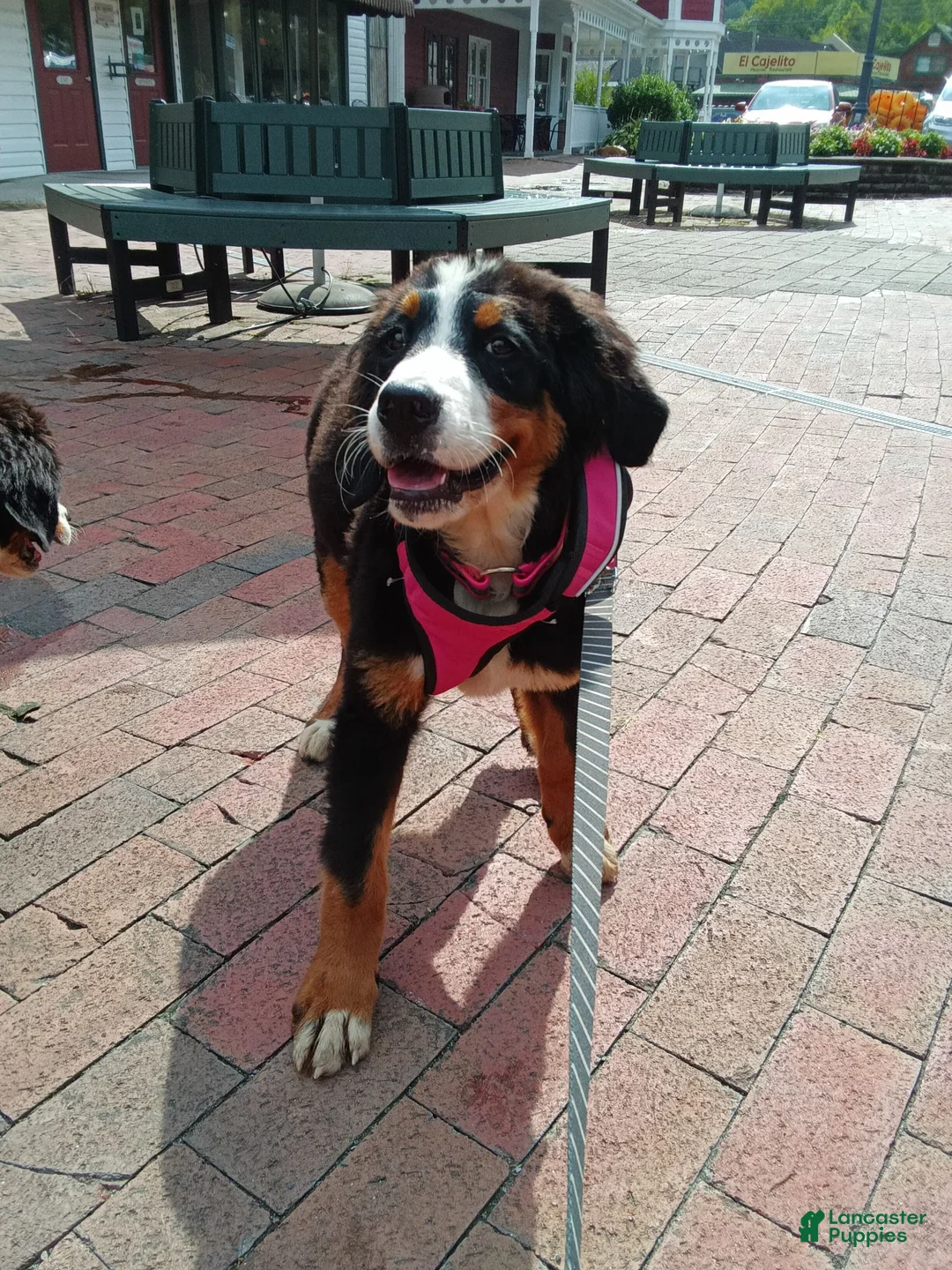 Bernese Mountain Dog dogs for sale: Bernese Mountain Dog 2 - Ad 2