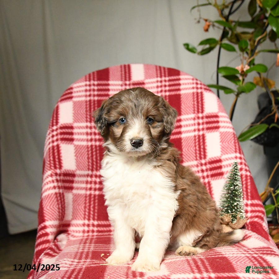 Mini Aussiedoodle dogs Taz - Ad 8