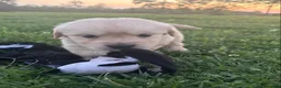 Golden Retriever dogs for sale: Golden Retriever 4 - Ad 1