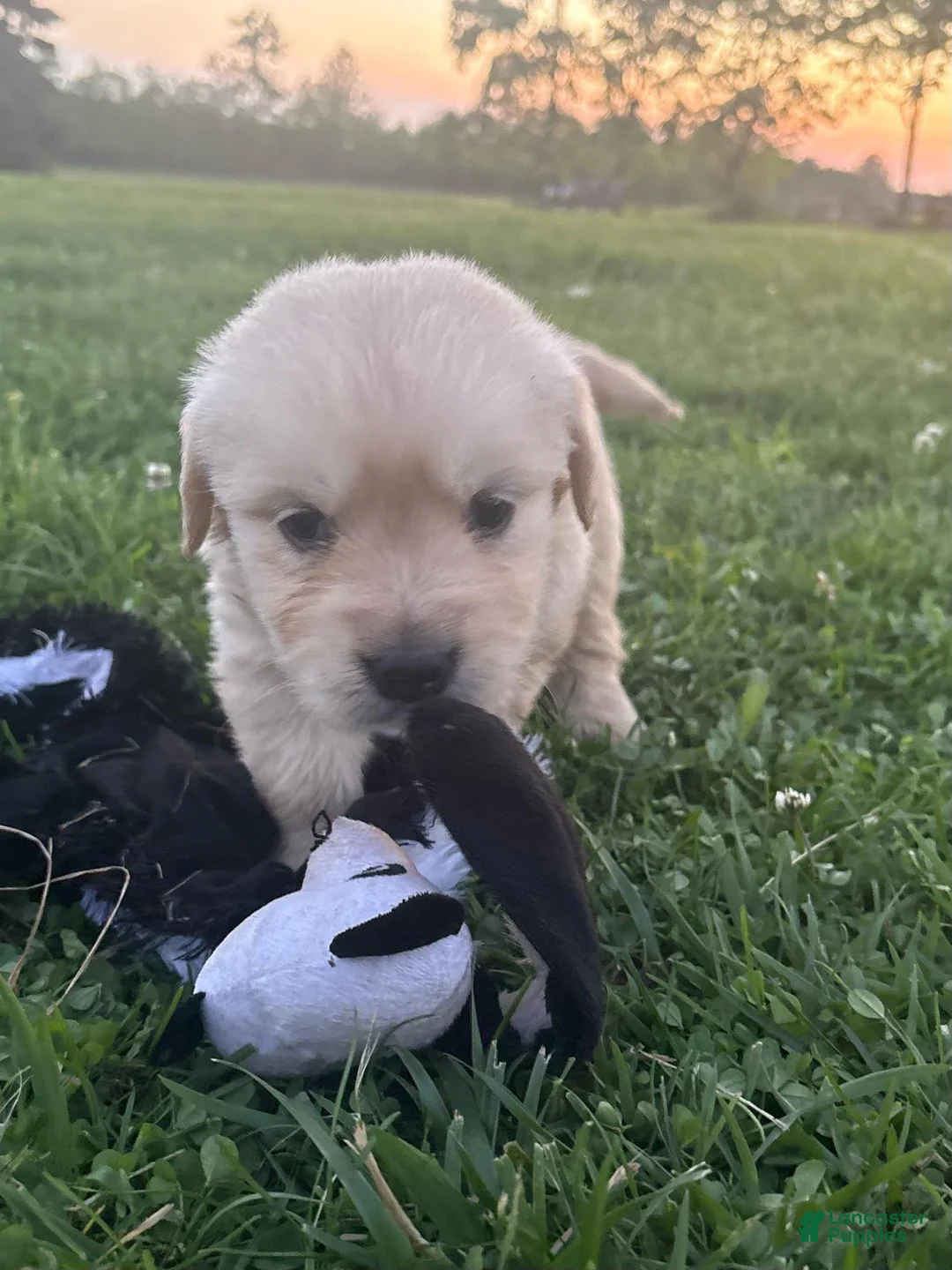 Golden Retriever dogs for sale: Golden Retriever 4 - Ad 1