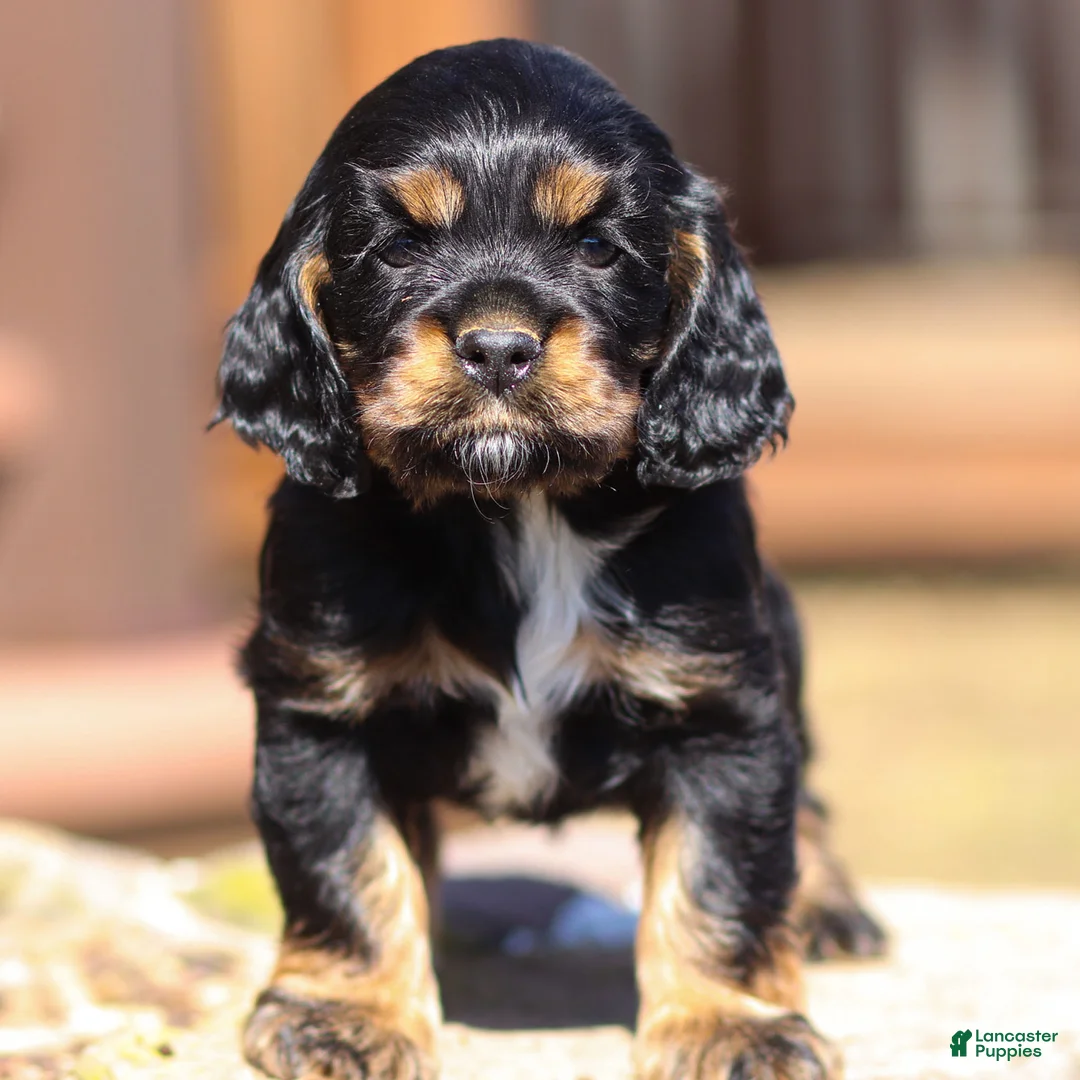 Cocker Spaniel dogs for sale: Jasper Cocker Spaniel Puppy  - Ad 1