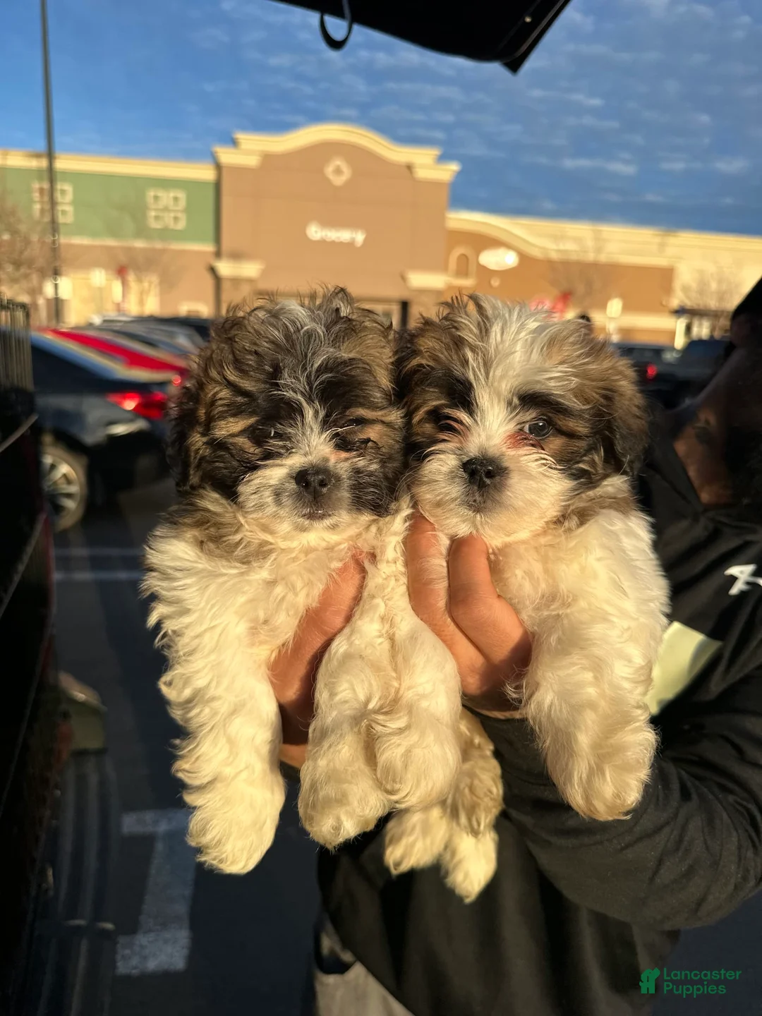 Gallery Image {{count}}