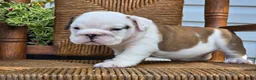 English Bulldog dogs for sale: Boba - Ad 5