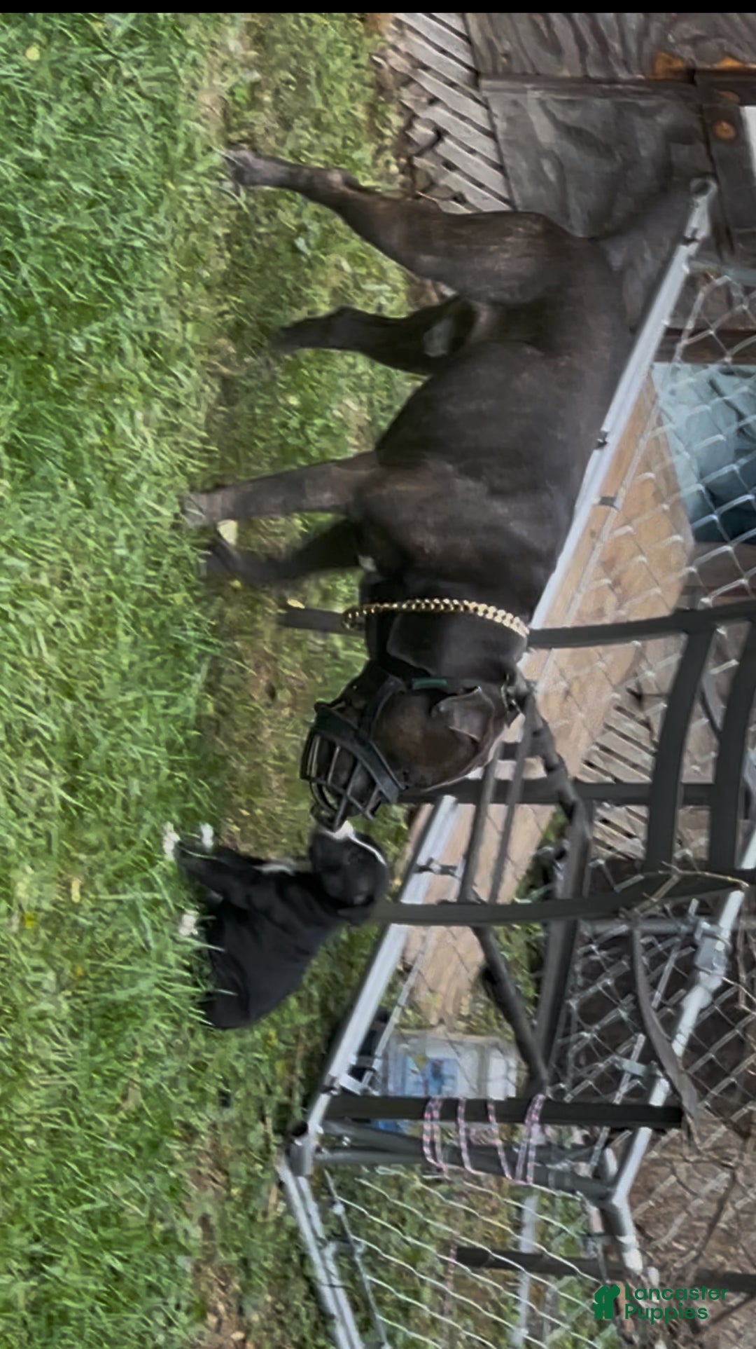 Mixed Breed dogs for sale: Mixed Breed Puppy 1 - Ad 1