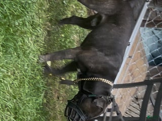 Mixed Breed dogs Mixed Breed Puppy 1 - Ad 2