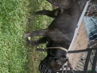 Mixed Breed dogs Mixed Breed Puppy 1 - Ad 1