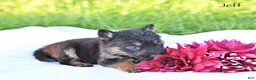 German Shepherd dogs for sale: Jeff - Ad 5