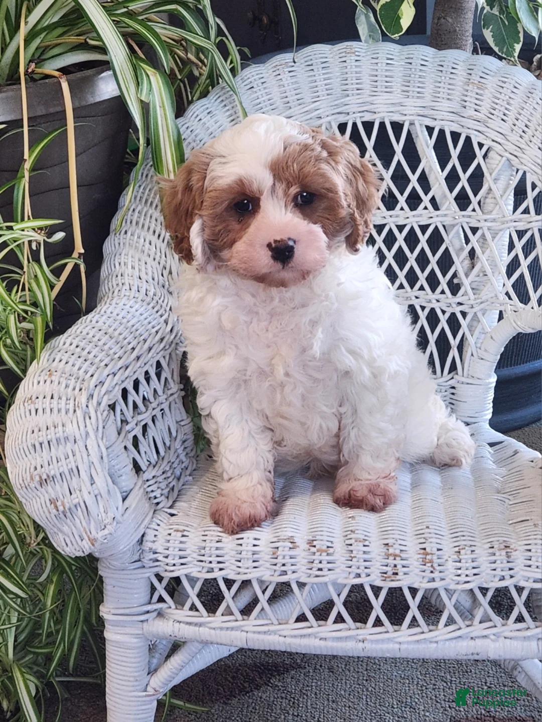 Cavapoo dogs for sale: Ice pop  - Ad 3