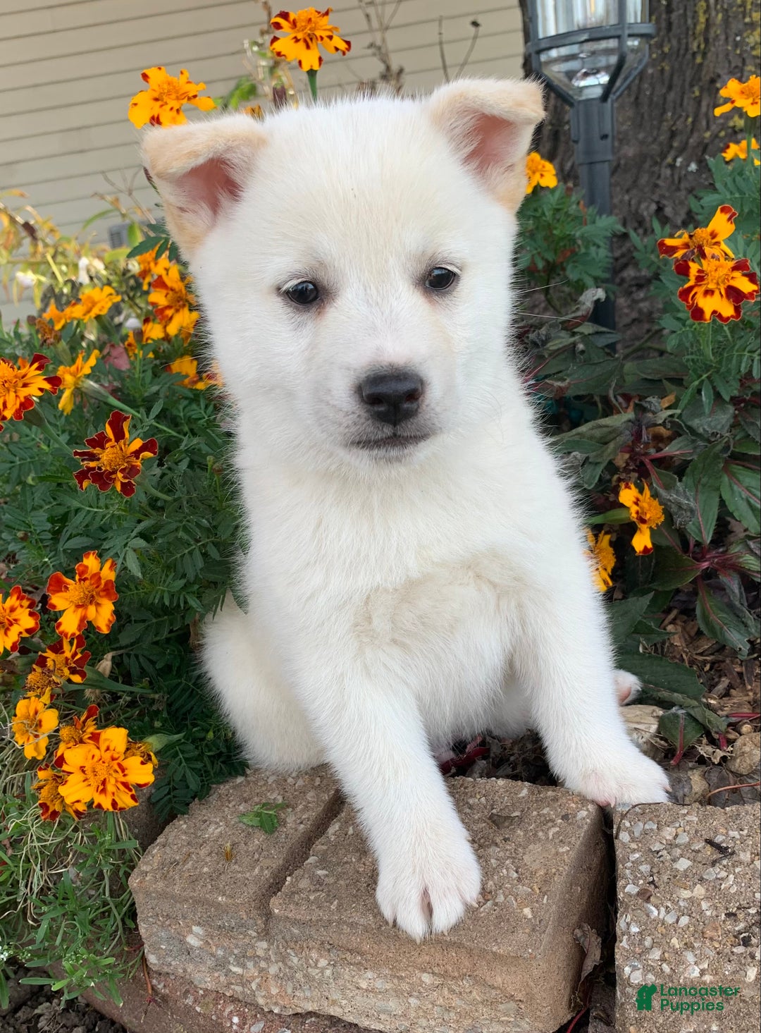 Alaskan Klee Kai dogs for sale: Fun Little Taz~! - Ad 5