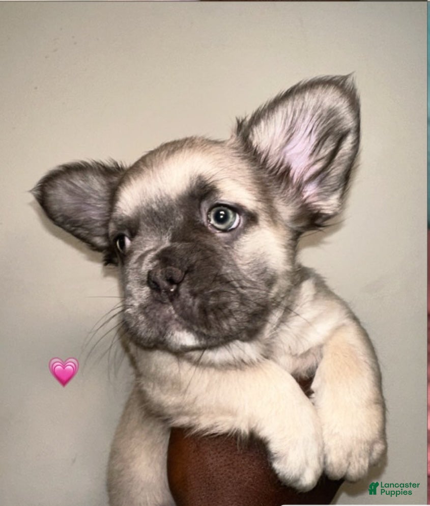 French Bulldog dogs Girl 2 - Ad 21