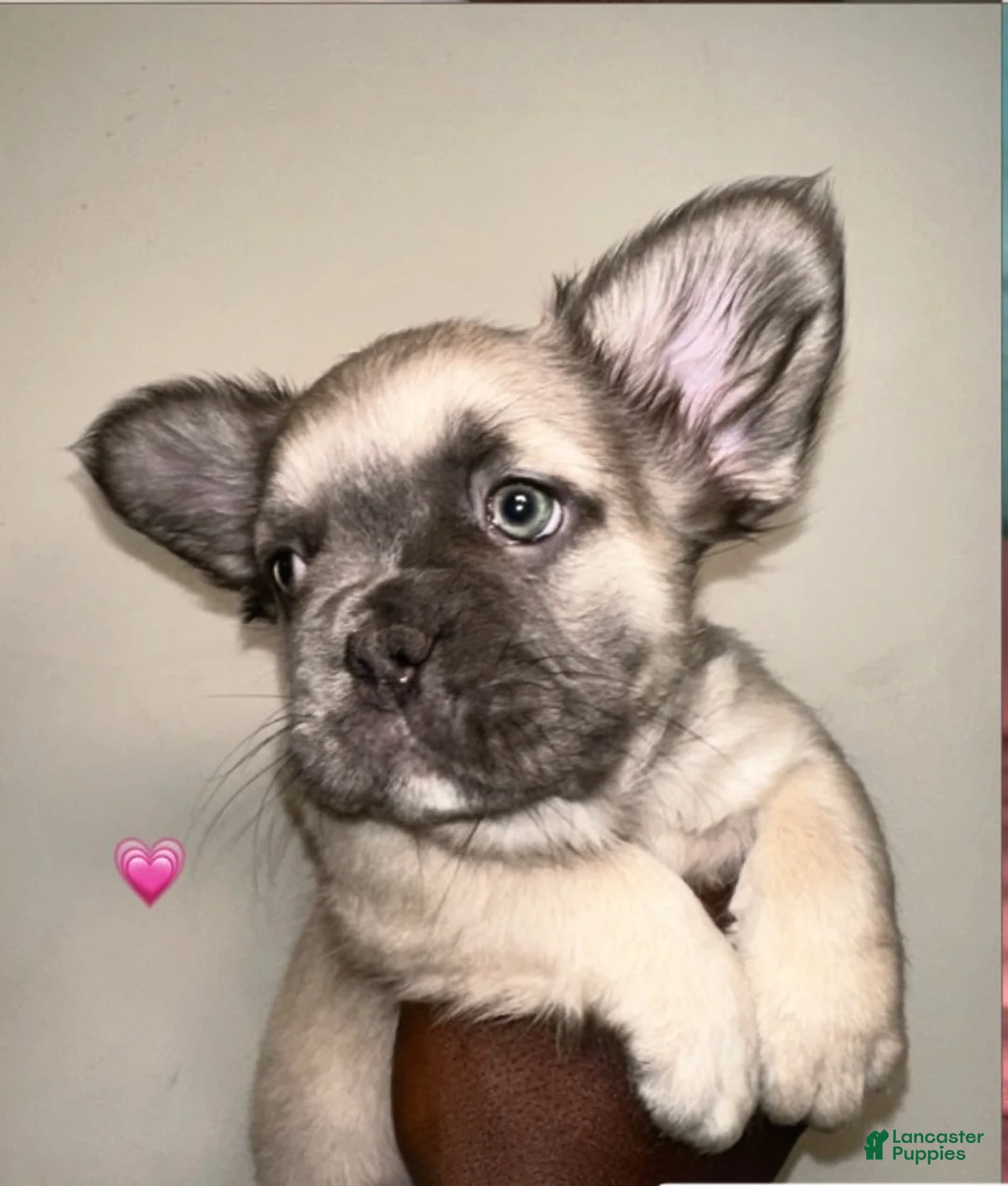 French Bulldog dogs for sale: Girl 2 - Ad 1